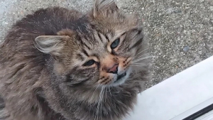 Illustration : La nouvelle vie de Yuri, chat ayant rompu avec l'errance après avoir arpenté les jardins du quartier pendant des mois