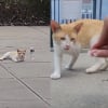 Illustration : Un chat errant demande de l’aide aux passants jusqu’à ce qu’un bon samaritain s’arrête et change sa vie
