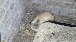 Illustration : Un chat sauvé après une chute de 4 mètres dans un puits de la Cathédrale Saint-Paul, nécessitant l'accès à une cave fermée depuis 25 ans