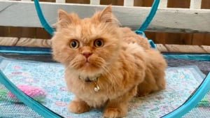 Illustration : L’histoire inspirante de Cappy, un chat partiellement paralysé qui a su déjouer les pronostics qui le condamnaient (vidéo)