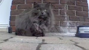 Illustration : En quête de nourriture, ce chat errant s'invite sur la terrasse d'une femme qui lui offre une chance de connaître le bonheur