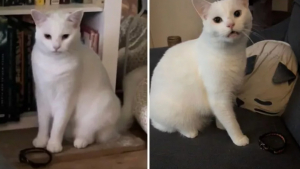 Illustration : Ce chat miaule en regardant le collier de son ami disparu pour toujours et refuse de s'en séparer (vidéo) 