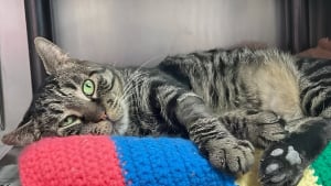 Illustration : Abandonné en plein soleil, un chat au coeur brisé réapprend à faire confiance grâce aux soins des bénévoles