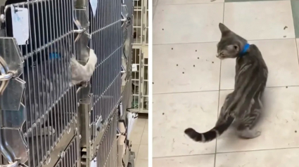 Illustration : Un chaton de refuge trouve la famille de ses rêves grâce à une vidéo montrant ses talents d'évasion