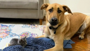 Illustration : "Le coup de cœur d’un chaton errant pour un Malinois le conduit à trouver sa famille pour la vie (vidéo)"