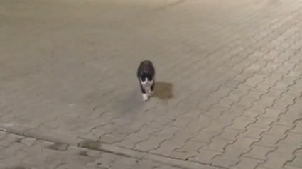 Illustration : Un chat errant change de vie à des milliers de kilomètres de chez lui grâce à un couple rencontré à sa sortie du supermarché