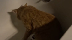 Illustration : Un chat dont la maîtresse est absente pour quelques jours se cache dans la baignoire pour exprimer son chagrin (vidéo)
