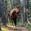 Illustration : Un bel &eacute;lan de solidarit&eacute; permet &agrave; une famille de retrouver son cheval perdu dans la nature pendant 3 jours