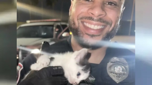 Illustration : Un policier découvre et sauve un chaton abandonné grâce à des miaulements entendus lors d'un contrôle routier nocturne