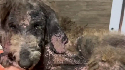 Illustration : Une chienne défigurée par la gale entame une transformation réconfortante et trouve l'amour qu'elle a toujours cherché (vidéo)
