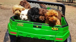 Illustration : Une association vient au secours de 250 Labradoodles victimes de négligences dans une ferme à chiots