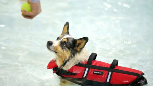 Illustration : "Profitant d’un évènement spécial, des dizaines de chiens ont pu s’amuser avec leurs maîtres dans la piscine d’un parc aquatique (vidéo)"