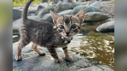 Illustration : Trouvé au bord d’une rivière, ce chaton errant devient le plus mignon des compagnons de voyage pour une jeune aventurière (vidéo)