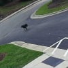 Illustration : Une chienne s'&eacute;gare lors d'une promenade et se dirige tout de suite vers un endroit familier o&ugrave; on l'accueille &agrave; bras ouverts