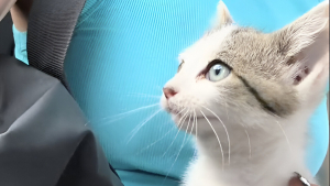 Illustration : "Après avoir été alertée par des bruits étranges sous le capot de sa voiture, une jeune femme reçoit de l’aide pour sauver un minuscule chaton (vidéo)"