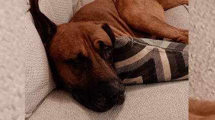 Illustration : Un chien rescapé d'un accident de la route s'enfuit et passe en mode survie dans la nature pendant une semaine