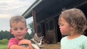 Illustration : Une famille découvre un chaton dans sa ferme et convainc le père récalcitrant à en faire bien plus qu'un chat de grange (vidéo)