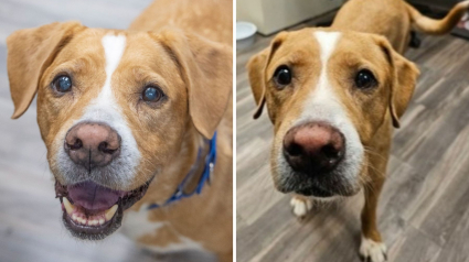 Illustration : Tiki, le vieux chien connu pour ses multiples fugues, est de retour au refuge après une adoption de courte durée (vidéo)