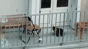 Illustration : Un chat panique devant ses bienfaiteurs et fait une chute de 6 mètres depuis un balcon mais reste en vie grâce à l'intervention rapide des secours