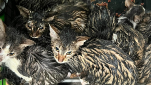 Illustration : Plus de 15 chats abandonnés dans des cages sous la pluie sont désormais en sécurité et en voie de récupération