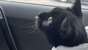 Illustration : Afin de réconforter son chat qui doit se rendre chez le vétérinaire, une jeune femme l’emmène dans sa taie d’oreiller préférée (vidéo)