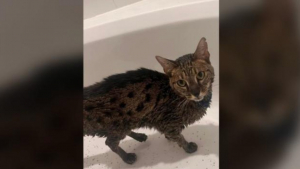 Illustration : Un chat survit à plusieurs jours d'errance dans une forêt ravagée par les incendies et retrouve sa famille