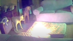 Illustration : Un chien mâchouille une batterie externe et provoque un incendie dans sa maison mais parvient à s'échapper (vidéo) 