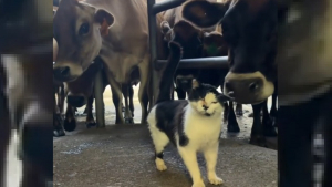 Illustration : Cette chatte de ferme n'est jamais aussi heureuse que lorsqu'elle est entourée de ses amies les vaches (vidéo)