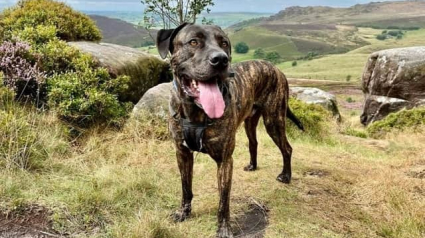 Illustration : Depuis son sauvetage d’un ring de combat, ce Cane Corso profite d’une vie merveilleuse dans sa nouvelle famille