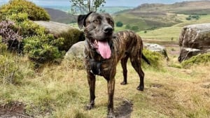 Illustration : Depuis son sauvetage d’un ring de combat, ce Cane Corso profite d’une vie merveilleuse dans sa nouvelle famille