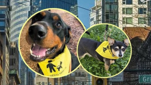 Illustration : Cette ville lance une action inédite pour aider les propriétaires de chiens réactifs et prévenir les incidents