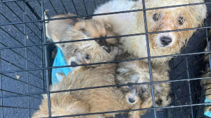 Illustration : Des dizaines d'animaux dont 23 chiens détenus dans des cages découverts par la police et sauvés par des associations locales