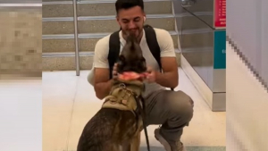 Illustration : Une chienne retraitée de l'armée et son maître revenant de mission sont en extase lors de leurs retrouvailles après 8 mois d'attente (vidéo)