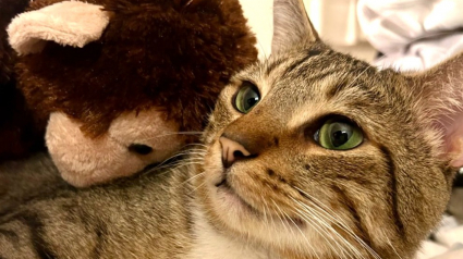 Illustration : Abandonné près d’une voie de métro, un chat traumatisé retrouve enfin le bonheur grâce à la ténacité de 2 sauveteuses (vidéo)