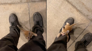 Illustration : Un chaton errant surprend un travailleur de nuit en s'accrochant à son pantalon et "l'élu" comprend qu'il n'a pas d'autre choix que de le recueillir (vidéo)