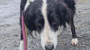 Illustration : Perdu à cause d'un orage, un Border Collie retrouve sa famille après avoir parcouru 33 kilomètres