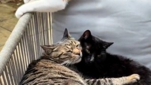 Illustration : Un chat trouve du réconfort auprès des félins de ses voisins après avoir perdu son frère dans un accident (vidéo)