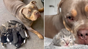 Illustration : Une chatte enceinte demande au chien surdimensionné de sa famille d’accueil de rester à ses côtés au moment d’accoucher (vidéo)