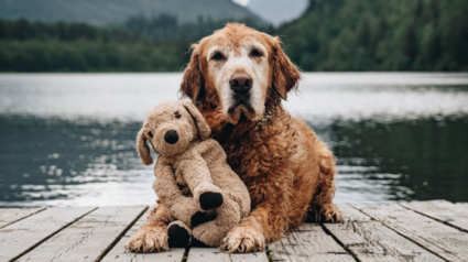 Illustration : Ce Golden Retriever et son sosie en peluche fêtent leurs 7 ans d'amitié avec une photo pleine de tendresse