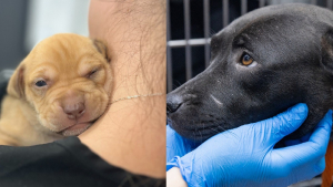 Illustration : Plus de 100 chiens forcés à se battre secourus lors d'une opération de grande envergure menée par une association de protection animale et la police