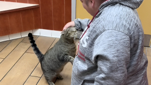Illustration : Les larmes d’une femme quand son chat disparu depuis des années la reconnaît lors de leurs retrouvailles (vidéo) 