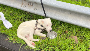 Illustration : Un propriétaire activement recherché pour avoir abandonné son chien au bord d’une route fréquentée