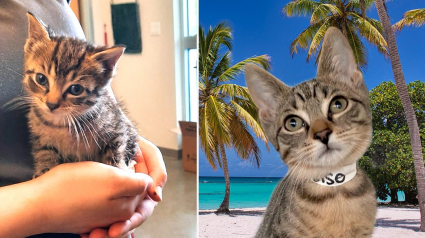 Illustration : Après son sauvetage héroïque sur une route fréquentée, un chaton se faufile dans le tableau de bord de son sauveteur et refuse de sortir de sa cachette
