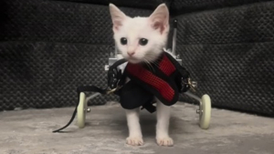 Illustration : Les premiers pas d'un chaton paralysé venant de recevoir son chariot offrent un grand moment d'émotion (vidéo)