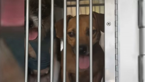 Illustration : La police sauve 8 chiens détenus dans des cages sans eau ni nourriture et exposés à la canicule