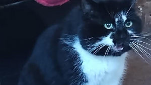 Illustration : Un chat terrorise son quartier, mais gagne étrangement le cœur des habitants du coin