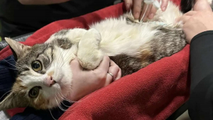 Illustration : Une chatte errante soupçonnée d'être à nouveau enceinte subit une échographie qui révèle tout autre chose