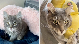Illustration : "Condamné par ses maîtres à cause d’une blessure, un adorable chaton à 3 pattes commence une nouvelle vie pleine de joie grâce à des sauveteurs dévoués (vidéo)"