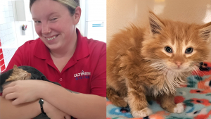 Illustration : "Un chaton découvert trempé et grelottant dans une station de lavage auto se tient prêt à rencontrer sa future famille"
