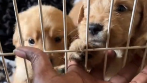 Illustration : Témoin de l’abandon de 7 chiots, une femme au grand cœur agit pour mettre les petits en sécurité